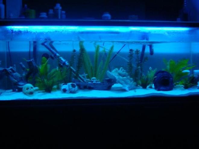 60 gallons freshwater fish tank (mostly fish and non-living decorations) - My Cichlid Wonderland