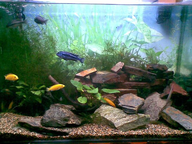 45 gallons planted tank (mostly live plants and fish) - This is the latest version of our tank.