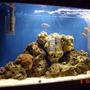 fish tank picture - Tank starting to take formation. Added a couple of clowns now my levels have stablized.