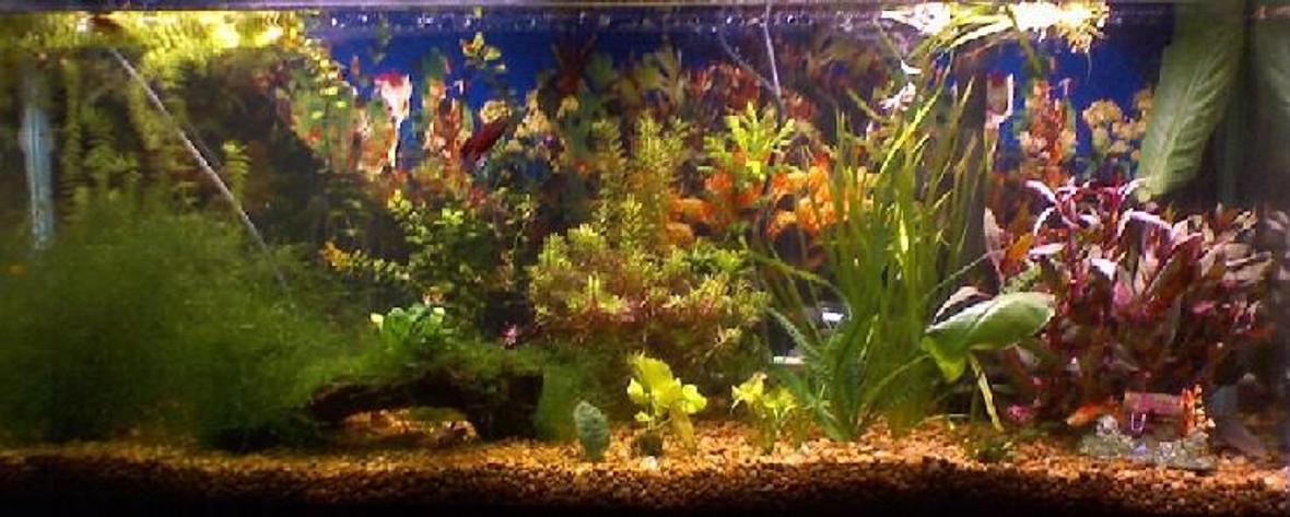55 gallons planted tank (mostly live plants and fish) - 55 gal fry tank 15 pineapple swordtails 10 guppies 1male betta and two females gold alga eater plecko silver shark