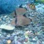 freshwater fish - corydoras panda - panda cory cat stocking in 52 gallons tank - Panda Corydoras