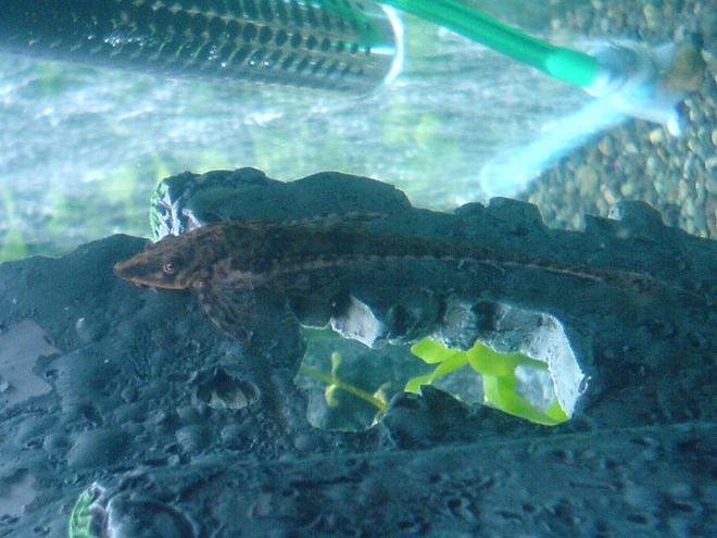 freshwater fish - rineloricaria fallax - whiptail catfish stocking in 52 gallons tank - Whiptale catfish