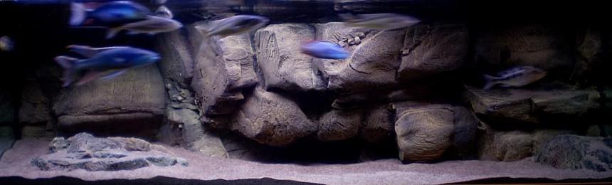 Rated #50: 190 Gallons Freshwater Fish Tank - One of my tanks