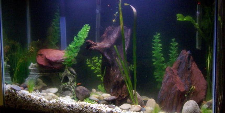 Rated #2012: 45 Gallons Planted Tank - there are both live and fake plants in here