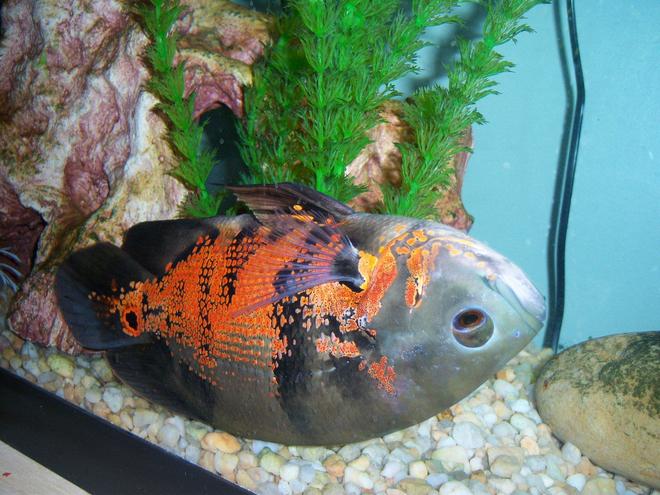 freshwater fish - astronotus ocellatus - tiger oscar stocking in 55 gallons tank - Tiger Oscar playing dead