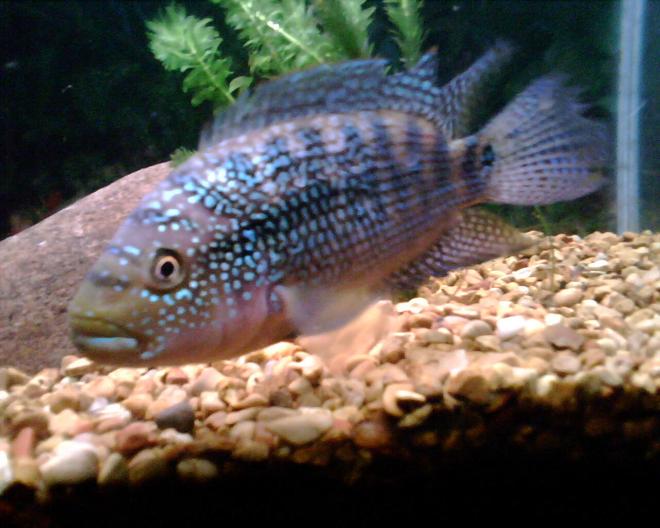 freshwater fish - nandopsis octofasciatum - jack dempsey stocking in 55 gallons tank - Jack Dempsey
2 1/2" when first got him
7" at time of picture