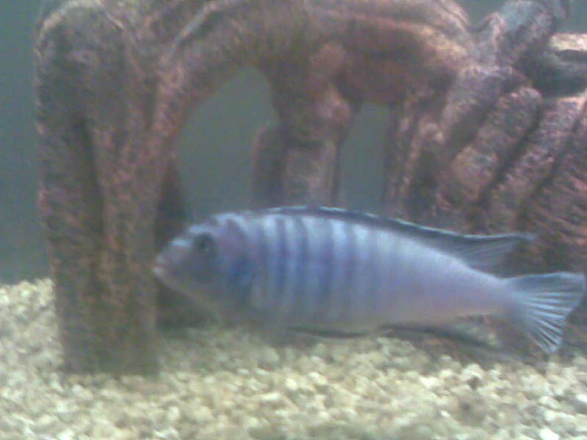 freshwater fish tank (mostly fish and non-living decorations) - This is the fighter of the tank kinda like the bossy one but he has a territory border so he stays on one side of the tank