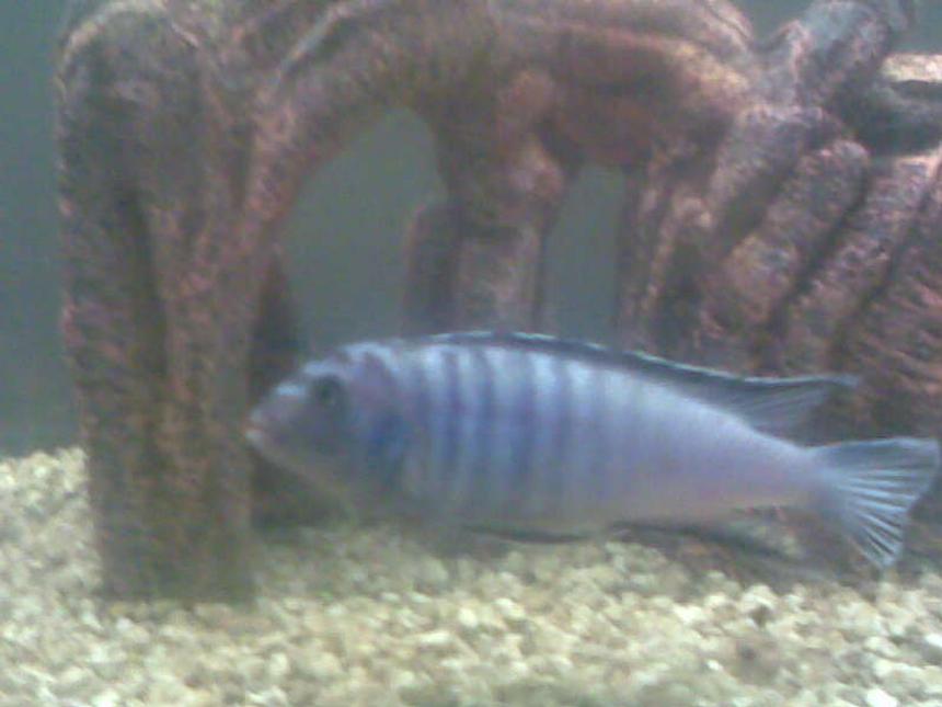 Rated #4184: Freshwater Fish Tank - This is the fighter of the tank kinda like the bossy one but he has a territory border so he stays on one side of the tank