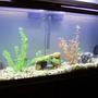 fish tank picture - 55 gallon Freshwater