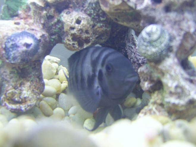 freshwater fish - archocentrus nigrofasciatus - black convict cichlid stocking in 55 gallons tank - Convict Cichlid