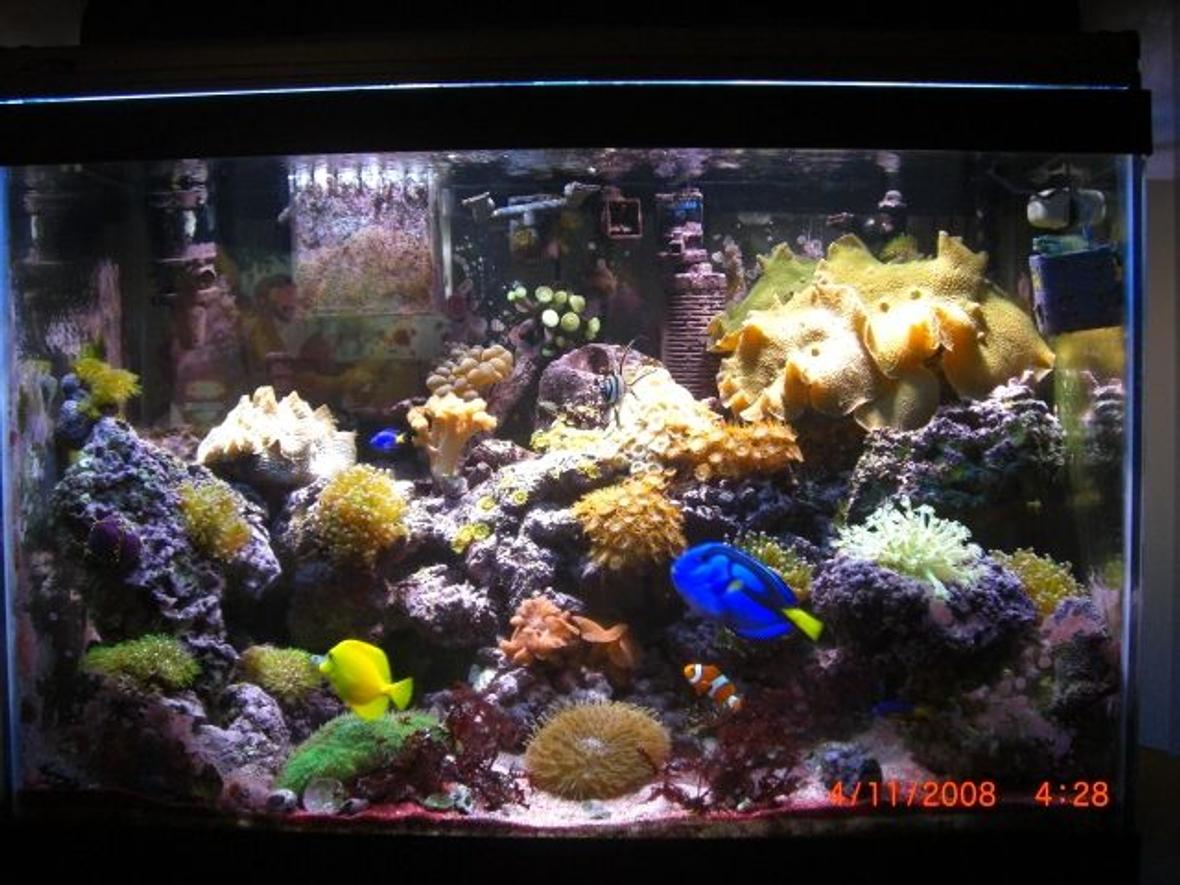 65 gallons reef tank (mostly live coral and fish) - 65 gal fish&reef
