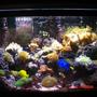 65 gallons reef tank (mostly live coral and fish) - 65 gal fish&reef