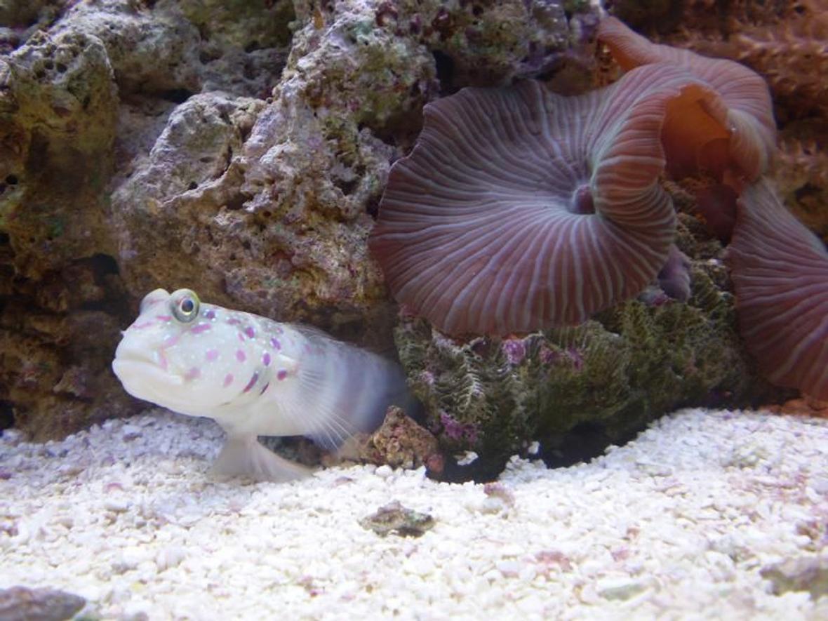 saltwater fish - cryptocentrus leptocephalus - pink spotted watchman goby stocking in 70 gallons tank - *OLD TANK* MY PINK SPOTTED GOBY SITTING ON HIS LITTLE BARSTOOL