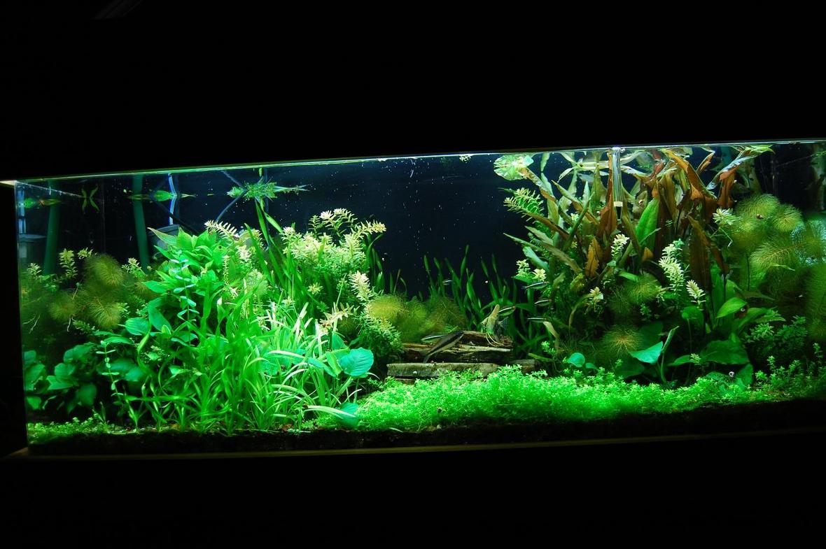 60 gallons planted tank (mostly live plants and fish) - 60 Gal. Planted tank with pressurized CO2