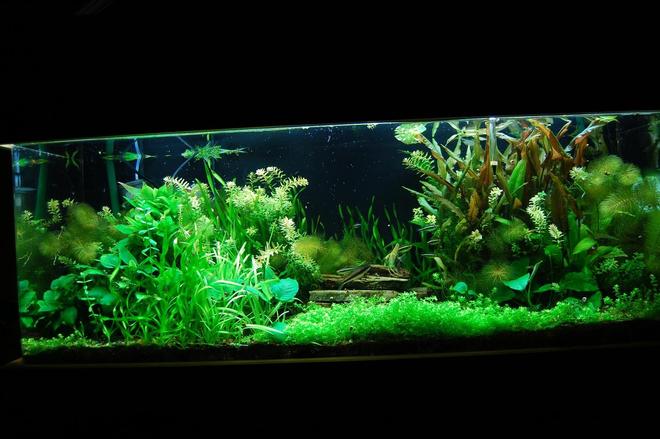 60 gallons planted tank (mostly live plants and fish) - 60 Gal. Planted tank with pressurized CO2