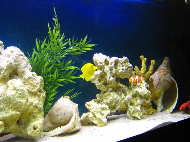 saltwater fish - zebrasoma flavescens - yellow tang - hawaii stocking in 105 gallons tank - Amphiprion ocellaris-Zebrasoma flavescens