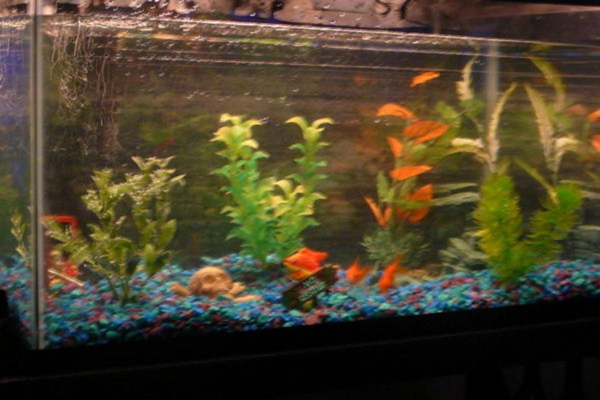 10 gallons freshwater fish tank (mostly fish and non-living decorations) - 10 gallon tank.