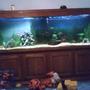 225 gallons freshwater fish tank (mostly fish and non-living decorations) - 220 gallon tank