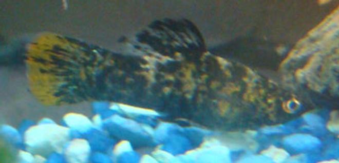 freshwater fish - poecilia latipinna - dalmatian molly stocking in 12 gallons tank - My ~beautiful~ Marbled Molly (male)
His name is Lucius, after Lucius Malfoy from Harry Potter.
He died recently but I love the picture