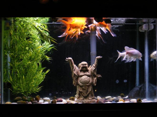 29 gallons freshwater fish tank (mostly fish and non-living decorations) - 29 gallon temp tank of 3 goldfish. Plastic bamboo plant with a buddha and some river rocks scattered on the bottom. Mirrored background is a little messed up but the tank was free from freecycle so no complaints from me.