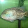 freshwater fish - vieja synspilum stocking in 150 gallons tank - my synspilum