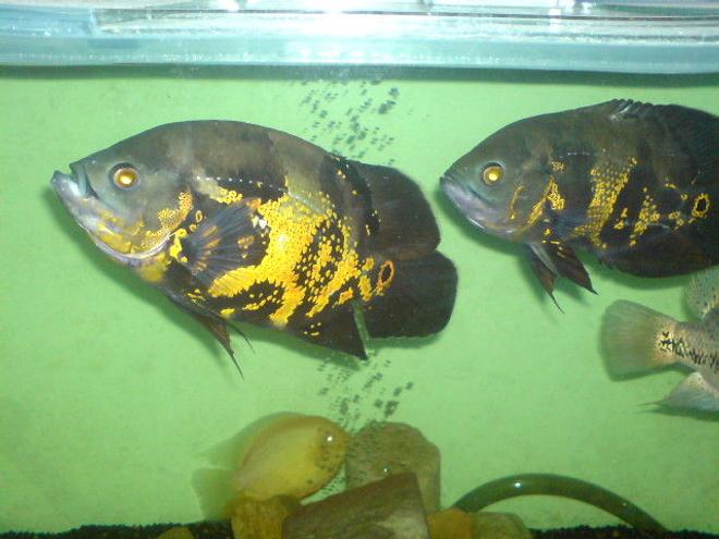 freshwater fish - astronotus ocellatus - tiger oscar stocking in 150 gallons tank - my oscars