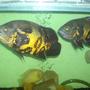 freshwater fish - astronotus ocellatus - tiger oscar stocking in 150 gallons tank - my oscars