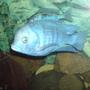 freshwater fish - cyrtocara moorii - blue dolphin cichlid stocking in 150 gallons tank - my two blue dolphins
