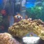 20 gallons saltwater fish tank (mostly fish, little/no live coral) - Hide and go seek !!!