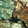 saltwater fish - synchiropus splendidus - green mandarin stocking in 75 gallons tank - Our Goby