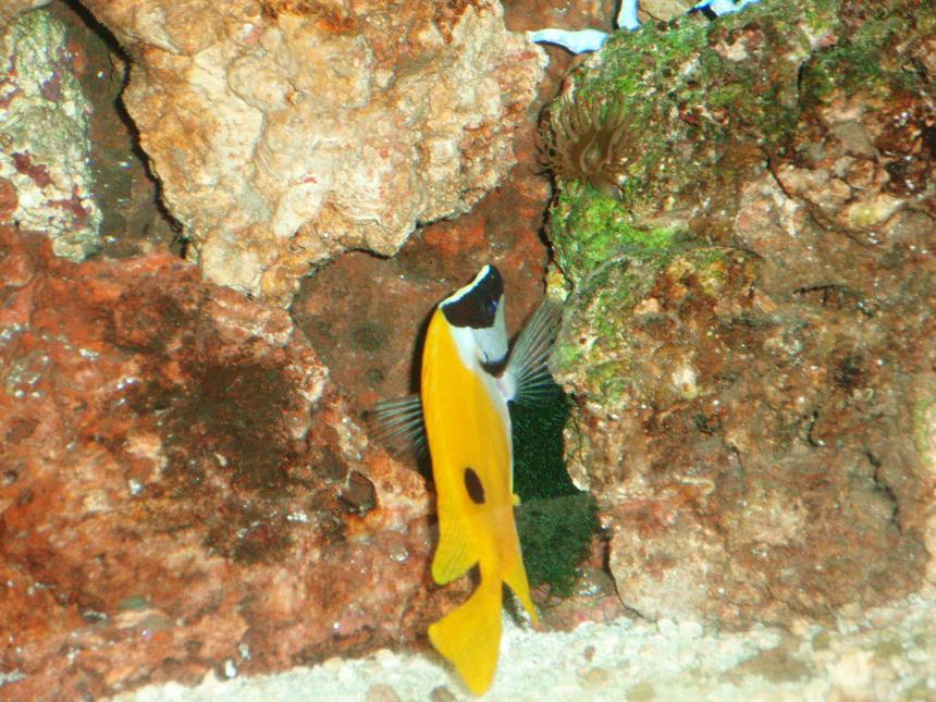 Rated #86: Saltwater Fish - Siganus Unimaculatus - One Spot Foxface Stocking In 75 Gallons Tank - Our Foxface
