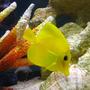 saltwater fish - zebrasoma flavescens - yellow tang - hawaii stocking in 105 gallons tank - Zebrasoma Flavescens