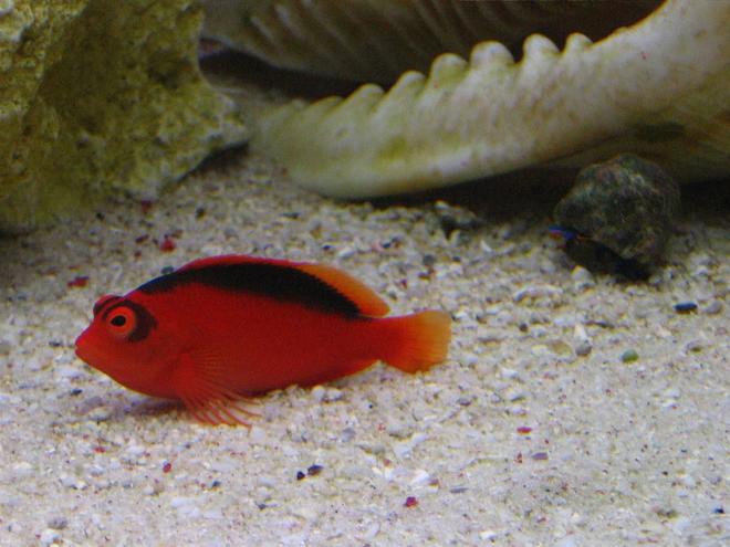 saltwater fish - neocirrhitus armatus - flame hawkfish stocking in 105 gallons tank - Armatus
