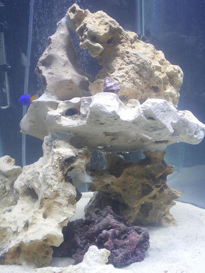 34 gallons reef tank (mostly live coral and fish) - Rockwork and Aquascape