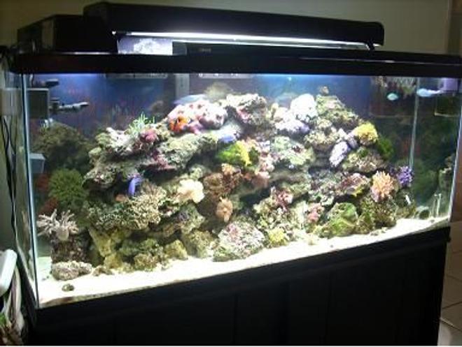 55 gallons reef tank (mostly live coral and fish) - 55 gallon tank