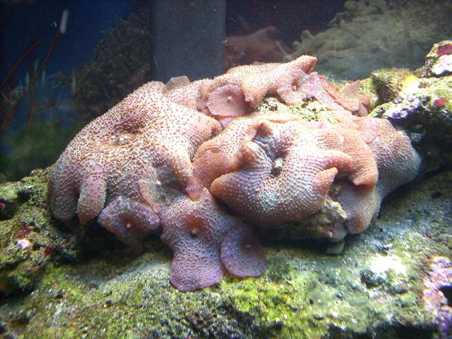 corals inverts - actinodiscus sp. - red mushroom stocking in 55 gallons tank - Mushroom