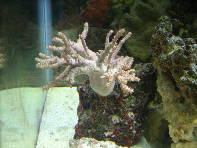 corals inverts - sinularia flexibis - spaghetti finger leather coral stocking in 55 gallons tank - Coral