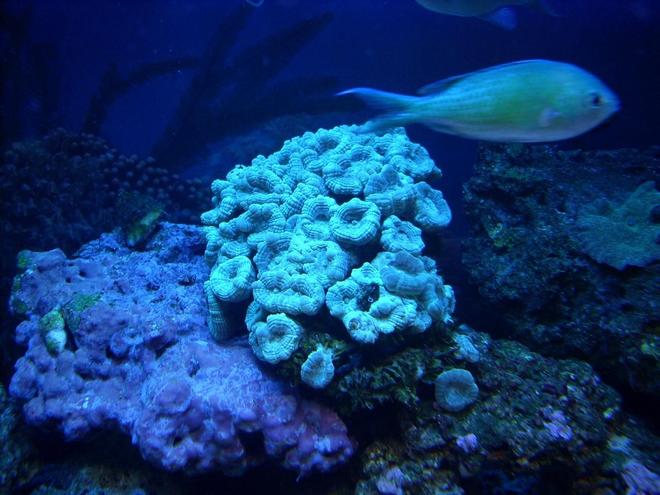 corals inverts - caulastrea furcata - candy cane coral stocking in 55 gallons tank - Coral (Sorry Don't Know the Name)