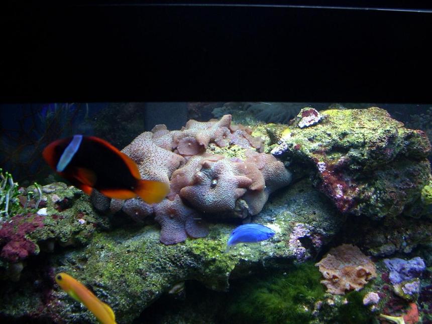 Rated #18: 55 Gallons Saltwater Fish Tank - Coral and Fish