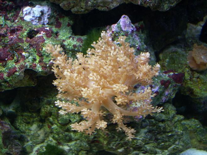 corals inverts - stereonepthya sp. - lemon tree coral stocking in 55 gallons tank - Coral