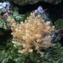 corals inverts - stereonepthya sp. - lemon tree coral stocking in 55 gallons tank - Coral