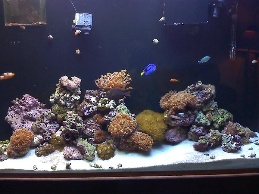 Rated #144: 90 Gallons Reef Tank - my dad's tank