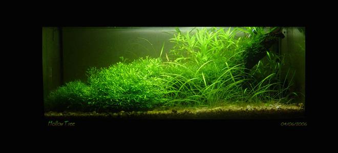 15 gallons planted tank (mostly live plants and fish) - Planted nano aqua (4 gal)

Plants: Riccia fluitans, Heteranthera zosterifolia, Echinodorus tenellus, eleocharis minima