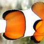 saltwater fish - amphiprion ocellaris - ocellaris clownfish stocking in 55 gallons tank - Clwonfish