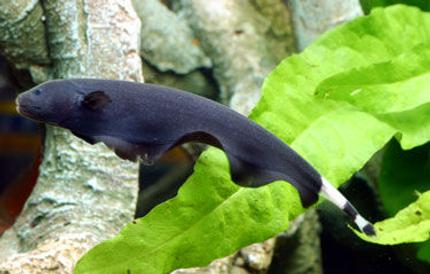 freshwater fish - apteronotus albifrons - black ghost knifefish stocking in 200 gallons tank - z