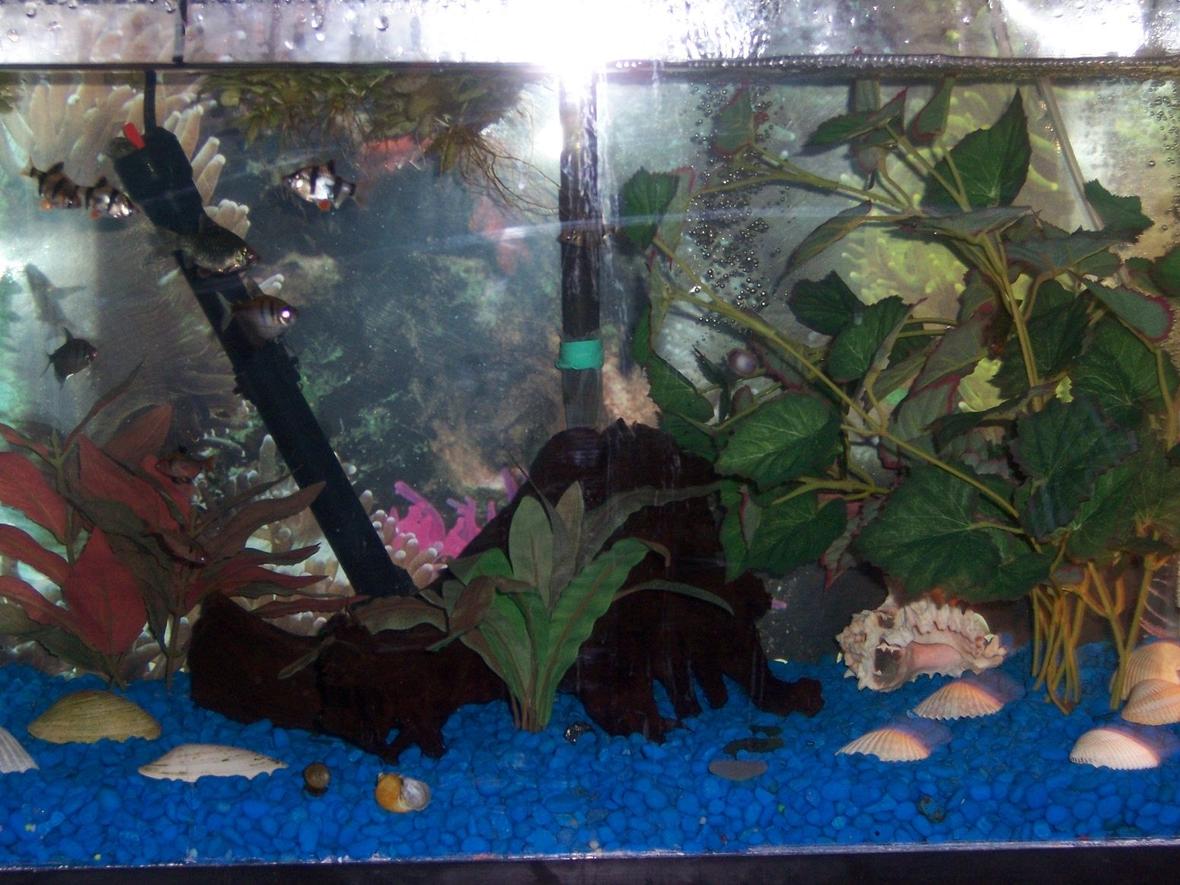 20 gallons freshwater fish tank (mostly fish and non-living decorations) - this 20 gallon has 4 Tiger Barbs,2 Green Tiger Barbs,2 Black Skirt Tetras,2 Serpa Tetras,2 Platies,1 Columbian Shark,1 Amando Shrimp,1 Frog and 8 Snails,also added 4 yellow mollies
