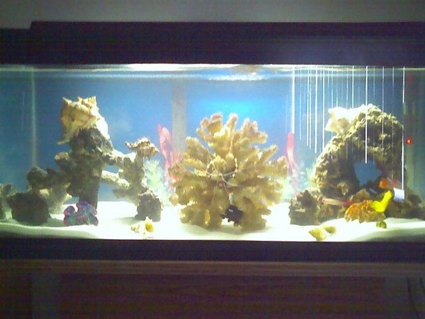 Rated #219: 30 Gallons Reef Tank - updated pic of my 30gallon salt.