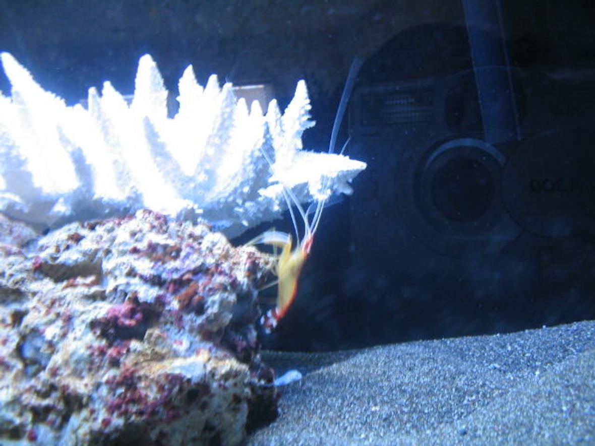 55 gallons reef tank (mostly live coral and fish) - Cleaner Shrimp
