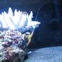 55 gallons reef tank (mostly live coral and fish) - Cleaner Shrimp