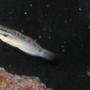 fish tank picture - Dragon Goby